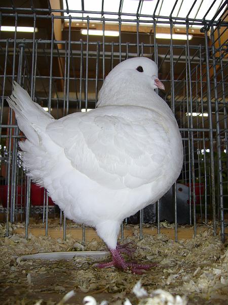 Kreisschau Coesfeld 2008 227.jpg - Kingtaube weiss von Horst Würz Preis V 97 KVE